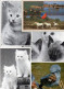 * Lot De 60 CPSM-CPM- Que Des Grands Formats Sur Le Thème : Animaux - 5 - 99 Postcards