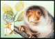 Mk Australia Maximum Card 1996 MiNr 1540 | Australian Spotted Cuscus #max-0037 - Cartas Máxima