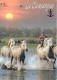 Animaux - Chevaux - Camargue - Chevaux Dans Les Marais - Carte Neuve - CPM - Voir Scans Recto-Verso - Chevaux