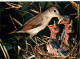 Animaux - Oiseaux - Fauvette Des Jardins - Nid - Oisillons - CPM - Carte Neuve - Voir Scans Recto-Verso - Oiseaux