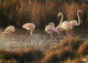 Oiseaux - Flamants Roses - Camargue - Flamingos - CPM - Voir Scans Recto-Verso - Vögel