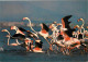 Oiseaux - Flamants Roses - Camargue - Flamingos - CPM - Voir Scans Recto-Verso - Oiseaux