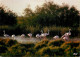 Oiseaux - Flamants Roses - Camargue - Flamingos - CPM - Voir Scans Recto-Verso - Vögel