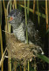 Animaux - Oiseaux - Coucou Au Nid Des Jeunes Fauvettes Des Roseaux - Cuckoo In The Nest Of The Young Sedge-birds - Cucul - Vögel