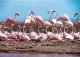 Oiseaux - Flamants Roses - Camargue - Flamingos - CPM - Voir Scans Recto-Verso - Vögel