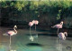 Oiseaux - Flamants Roses - Camargue - Flamingos - CPM - Voir Scans Recto-Verso - Oiseaux