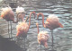 Oiseaux - Flamants Roses - Camargue - Flamingos - CPM - Voir Scans Recto-Verso - Vögel