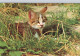 Delcampe - CHATS LOT DE 30 CARTES TOUTES SCANNEES - Cats