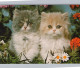 Delcampe - CHATS LOT DE 30 CARTES TOUTES SCANNEES - Cats