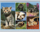 Delcampe - CHATS LOT DE 30 CARTES TOUTES SCANNEES - Cats