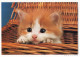 Delcampe - CHATS LOT DE 30 CARTES TOUTES SCANNEES - Katten