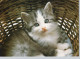 Delcampe - CHATS LOT DE 30 CARTES TOUTES SCANNEES - Katzen