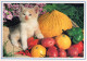 CHATS LOT DE 30 CARTES TOUTES SCANNEES - Chats