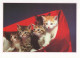 CHATS LOT DE 30 CARTES TOUTES SCANNEES - Chats