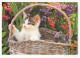 Delcampe - CHATS LOT DE 30 CARTES TOUTES SCANNEES - Chats