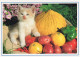 Delcampe - CHATS LOT DE 30 CARTES TOUTES SCANNEES - Chats