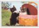 Delcampe - CHATS LOT DE 30 CARTES TOUTES SCANNEES - Chats