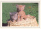 Delcampe - CHATS LOT DE 30 CARTES TOUTES SCANNEES - Katten