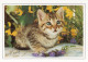 Delcampe - CHATS LOT DE 30 CARTES TOUTES SCANNEES - Katzen