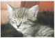 Delcampe - CHATS LOT DE 30 CARTES TOUTES SCANNEES - Katzen