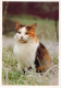 Delcampe - CHATS LOT DE 30 CARTES TOUTES SCANNEES - Katzen