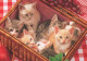 Delcampe - CHATS LOT DE 30 CARTES TOUTES SCANNEES - Katzen