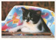 Delcampe - CHATS LOT DE 30 CARTES TOUTES SCANNEES - Cats