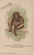 SINGE PUBLICITE CHOCOLAT LOUIT CHIMPANZE SINGE DE GRANDE TAILLE HABITE LE VERSANT ATLANTIQUE DE L AFRIQUE  CPA BON ETAT - Apen