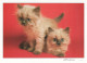 Delcampe - CHATS LOT DE 21 CARTES TOUTES SCANNEES - Chats