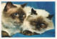 Delcampe - CHATS LOT DE 21 CARTES TOUTES SCANNEES - Katzen