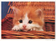 Delcampe - CHATS LOT DE 21 CARTES TOUTES SCANNEES - Katzen