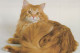 Delcampe - CHATS LOT DE 21 CARTES TOUTES SCANNEES - Cats