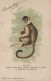 SINGE PUBLICITE CHOCOLAT LOUIT SAJOU AUSSI SINGE CAPUCIN HABITANT LE BRESIL CPA BON ETAT - Monkeys