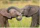 Carte Double IFAW Aider Les Animaux En Détresse - éléphante Et Son éléphanteau - Ref 3NA1-FR1 - Elephants