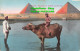 R436044 Cairo. Pyramids At Buffalo On The Nile. The Cairo Postcard Trust. Serie - Welt