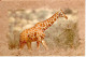 Carte Double World Children's Fund - Girafe - Giraffes