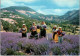 PROVENCE.  -   Provencaux En Cueillette De La Lavande.   1980 - Dances