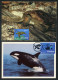 GIBRALTAR (2024) Carte S Maximum Card S  - EUROPA 2024 Underwater Fauna & Flora, Loggerhead Sea Turtle, Caretta, Orca - Gibilterra