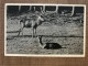 Nassogne Cerf Et Biche Parc à  Gibiers - Nassogne