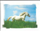 Pferd Paard Horse Cheval Photo Carte Foto Prentkaart Htje - Pferde