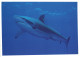 ANIMAL, SHARK, GERMANY, POSTCARD - Sonstige & Ohne Zuordnung