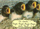 ANIMAL, BIRDS, HUMOUR, GERMANY POSTCARD - Vögel