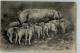 39742504 - Ferkel VDC Nr.3955 - Pigs