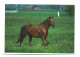 Paard Pferd Horse Cheval Photo Card Laura Den Hartog Foto Prentkaart Htje - Pferde