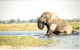 Carte Double Éléphant - Okavango (Botswana) - Elefantes