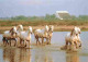 Animaux - Chevaux - Camargue - Voir Timbre - Flamme Postale - CPM - Voir Scans Recto-Verso - Pferde