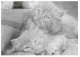 Animaux - Chats - CPM - Voir Scans Recto-Verso - Katzen