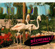 Oiseaux - Flamants Roses - Sigy Le Chatel - Jardin Zoologique Du Gué Gallet - Flamingos - CPM - Voir Scans Recto-Verso - Birds