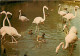 Oiseaux - Flamants Roses - Camargue - Flamingos - CPM - Voir Scans Recto-Verso - Vögel