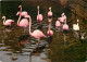 Oiseaux - Flamants Roses - Camargue - Flamingos - CPM - Voir Scans Recto-Verso - Vögel